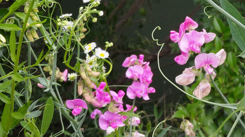 スイートピーの花 横浜市旭区鶴ヶ峰