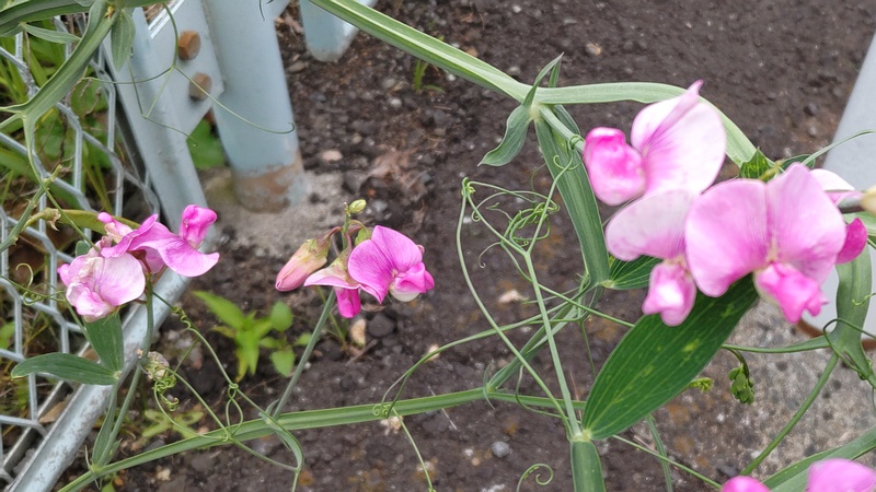 スイートピーの花 横浜市旭区鶴ヶ峰