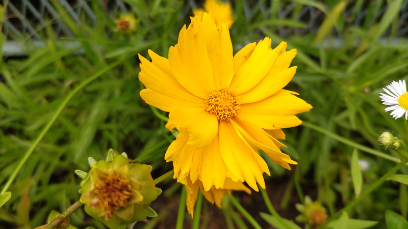 オオキンケイギクの花 横浜市旭区鶴ヶ峰