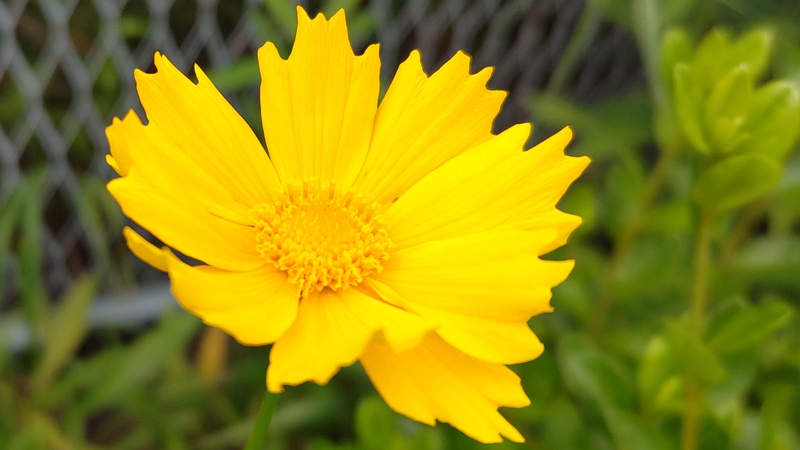 オオキンケイギクの花 横浜市旭区鶴ヶ峰