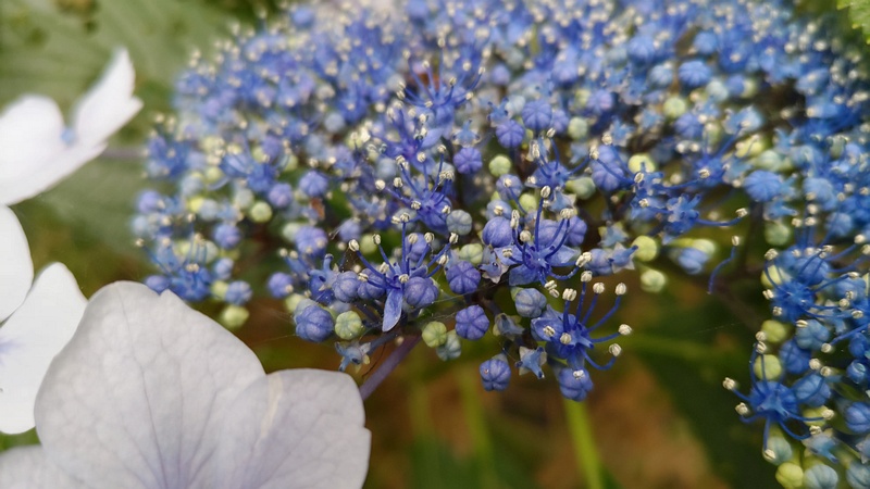 ガクアジサイの花 横浜市旭区鶴ヶ峰
