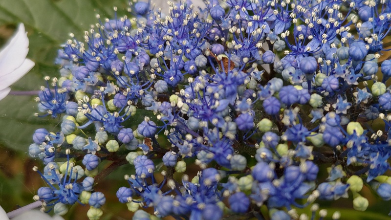 ガクアジサイの花 横浜市旭区鶴ヶ峰