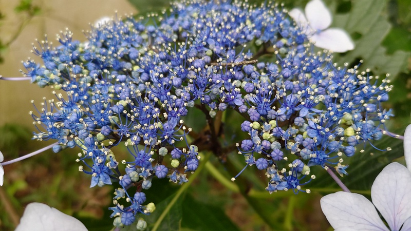 ガクアジサイの花 横浜市旭区鶴ヶ峰