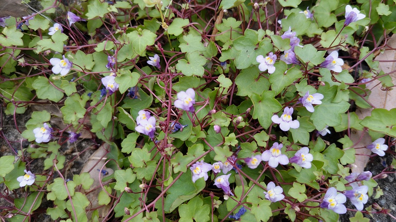 ツタバウンランの花 横浜市旭区鶴ヶ峰