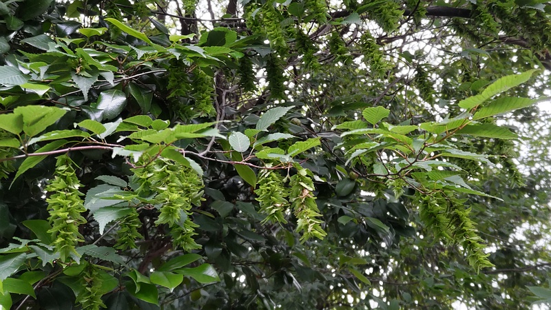 アカシデの果実 横浜市旭区帷子川親水緑道
