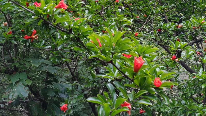 ザクロの花 横浜市旭区帷子川親水緑道