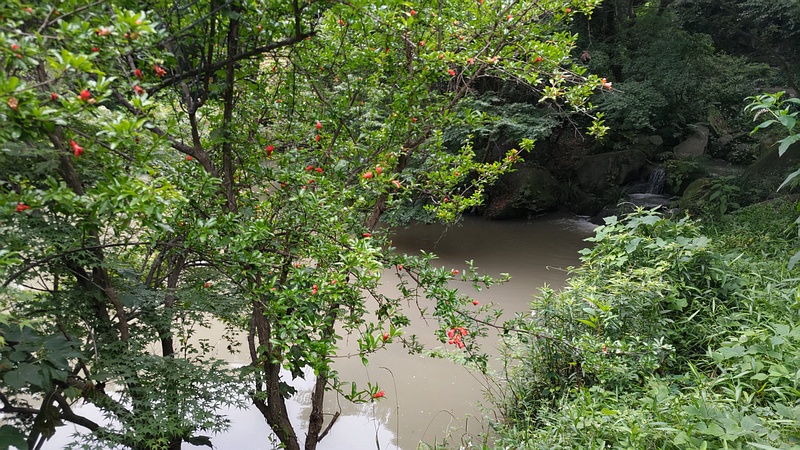ザクロの花 横浜市旭区帷子川親水緑道