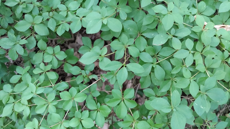 オカウコギ 横浜市旭区帷子川親水緑道