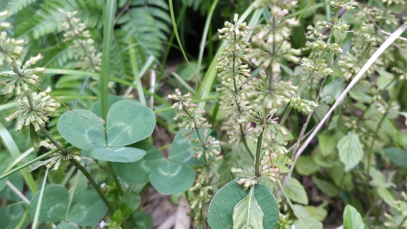 トウバナの果実 横浜市旭区帷子川親水緑道