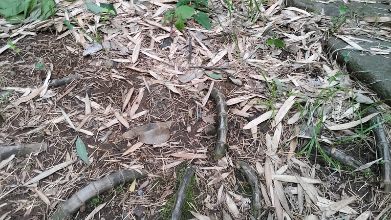 モウソウチクの地下茎 横浜市旭区帷子川親水緑道