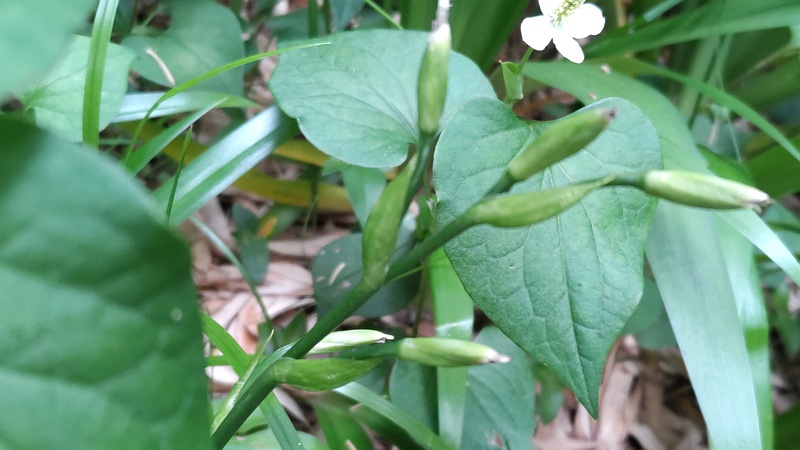 シャガの果実 横浜市旭区帷子川親水緑道