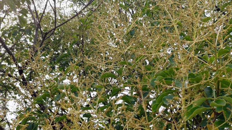 シマトネリコの蕾 川崎市幸区