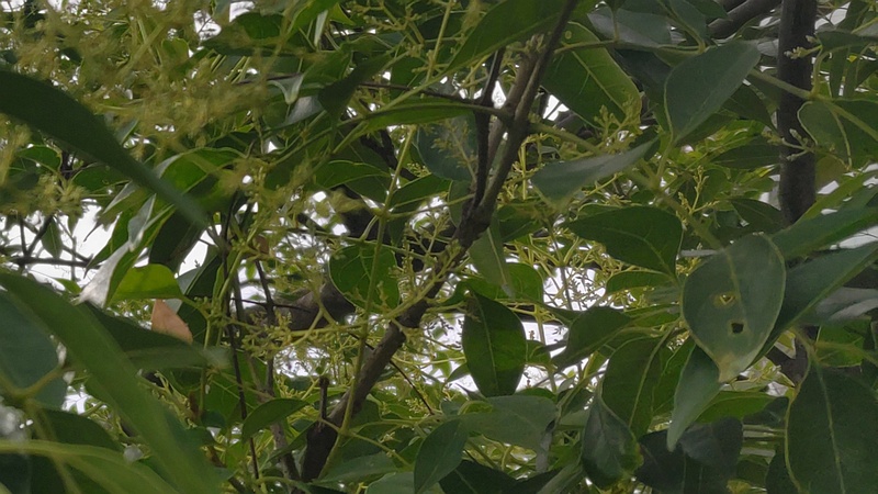 シマトネリコの蕾 川崎市幸区