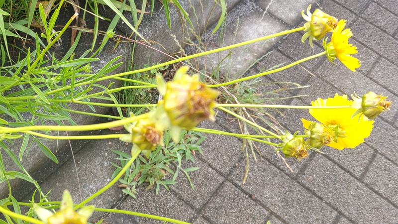 オオキンケイギクの花 川崎市幸区創造のもり