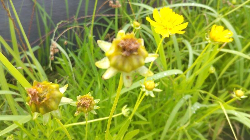 オオキンケイギクの花 川崎市幸区創造のもり