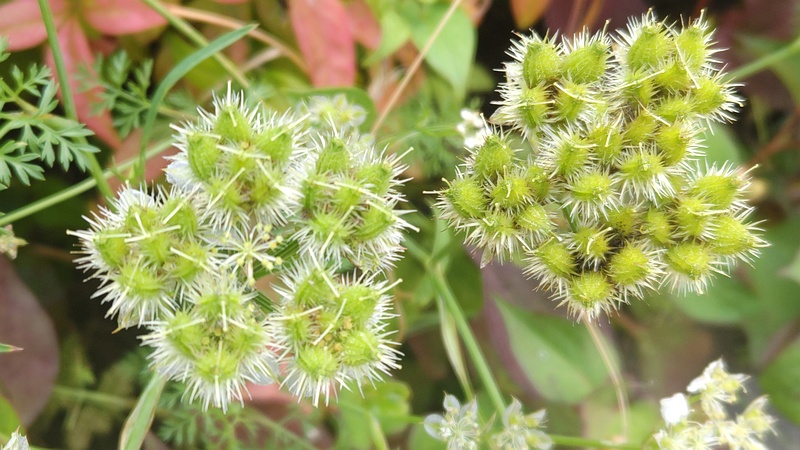 ハナカザリゼリの果実 川崎市幸区さいわいふるさと公園