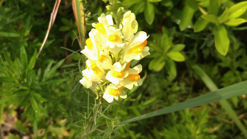 ホソバウンランの花 川崎市幸区さいわいふるさと公園