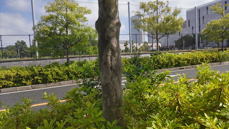 シマトネリコの樹皮 川崎市幸区