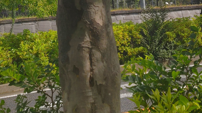 シマトネリコの樹皮 川崎市幸区