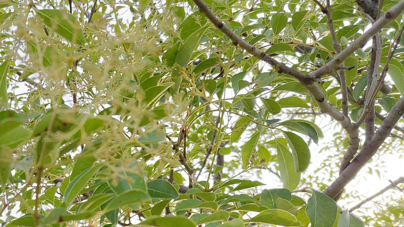 シマトネリコの蕾 川崎市幸区