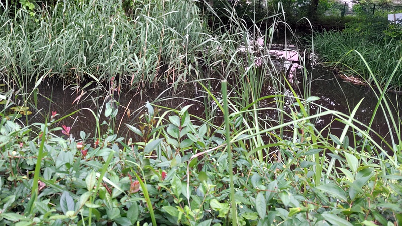 ビオトープ 川崎市幸区さいわいふるさと公園