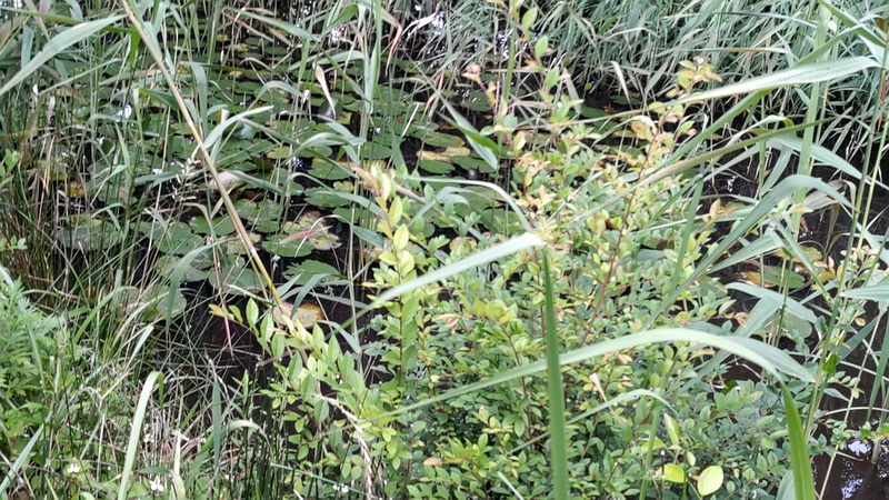 スイレン 川崎市幸区さいわいふるさと公園