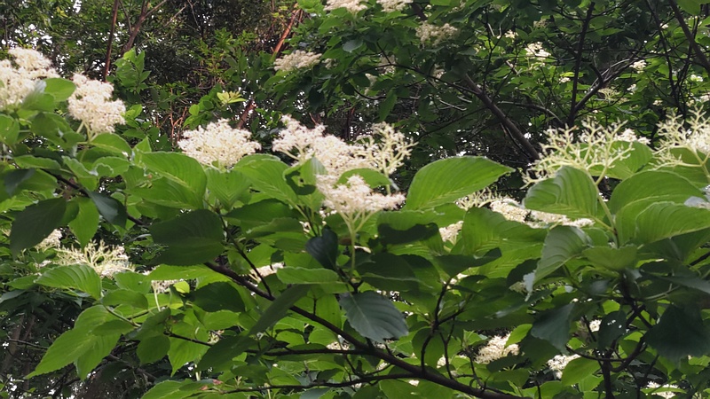 ミズキの花 川崎市幸区さいわいふるさと公園