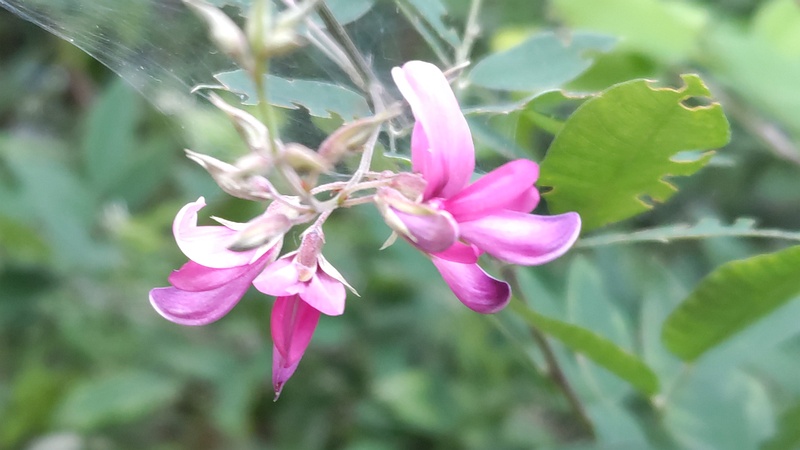 ミヤギノハギの花 川崎市幸区さいわいふるさと公園