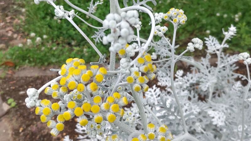シロタエギクの蕾 川崎市幸区さいわいふるさと公園