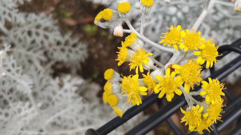 シロタエギクの花 川崎市幸区さいわいふるさと公園
