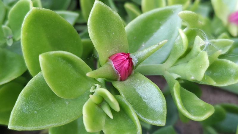 ハナツルソウの蕾 川崎市幸区さいわいふるさと公園