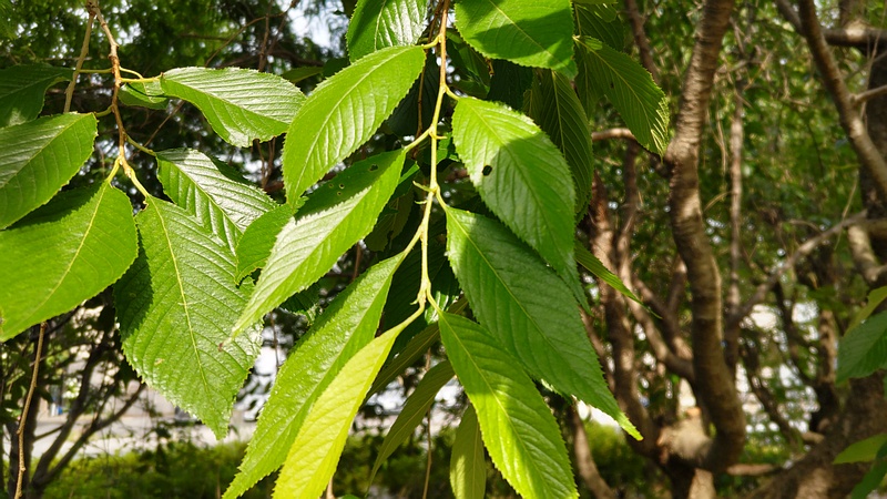 アキニレ 川崎市幸区創造のもり