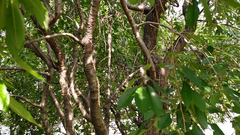 アキニレ 川崎市幸区創造のもり