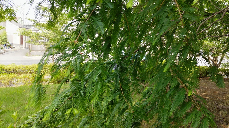 メタセコイア 川崎市幸区創造のもり