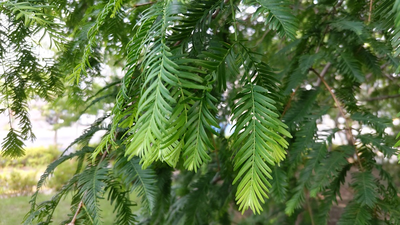 メタセコイア 川崎市幸区創造のもり