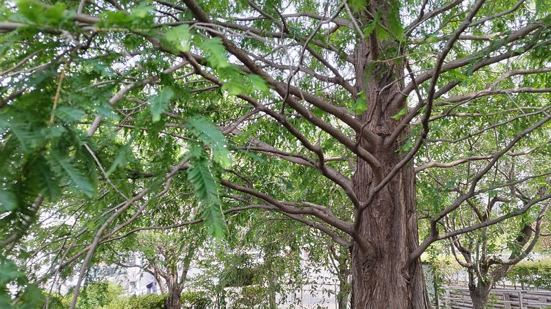 メタセコイア 川崎市幸区創造のもり