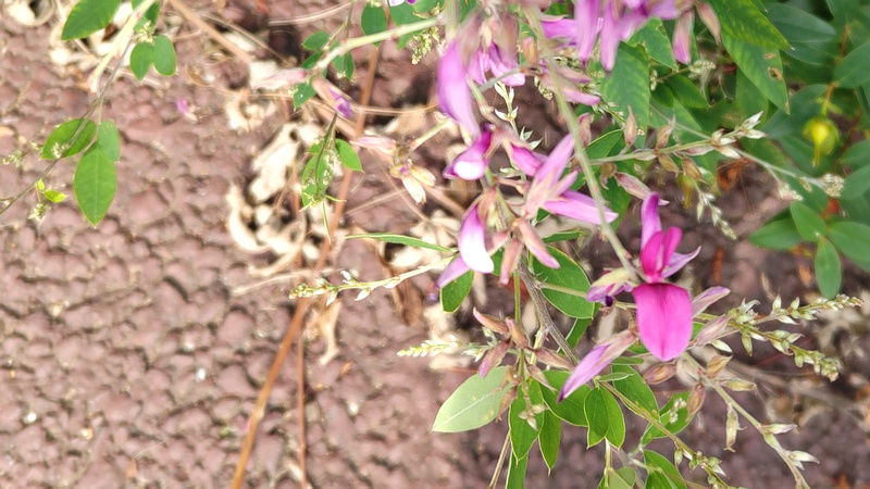 ミヤギノハギの花 川崎市幸区さいわいふるさと公園