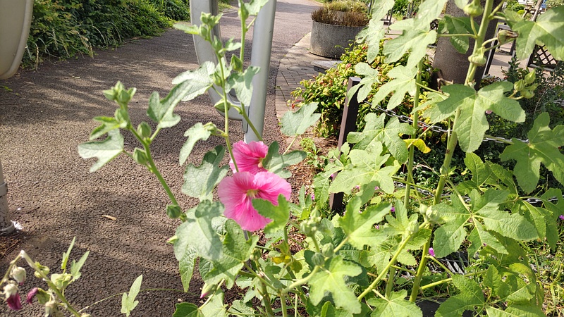 タチアオイの花 川崎市幸区さいわいふるさと公園