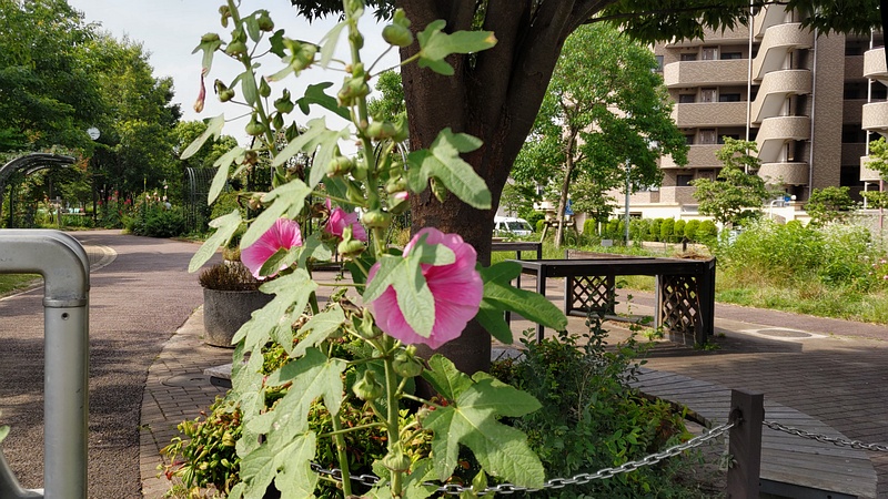 タチアオイの花 川崎市幸区さいわいふるさと公園