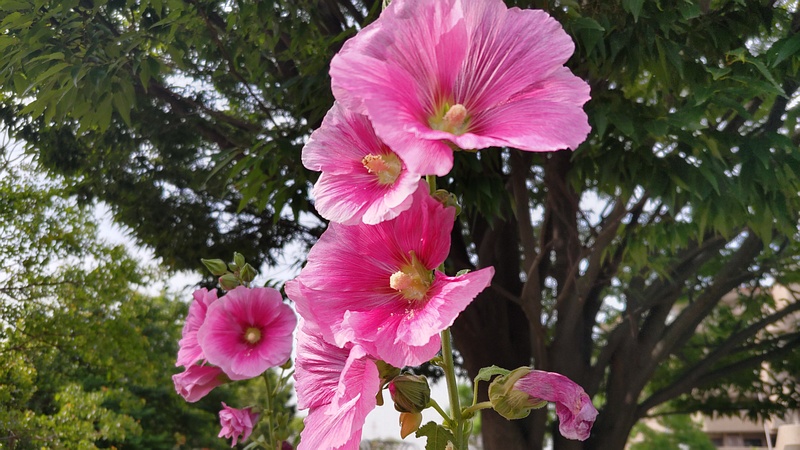 タチアオイの花 川崎市幸区さいわいふるさと公園