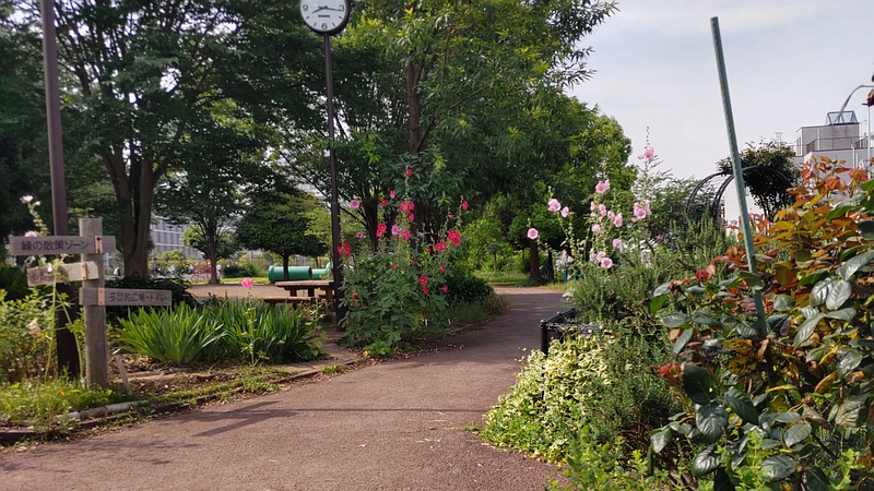 タチアオイの花 川崎市幸区さいわいふるさと公園