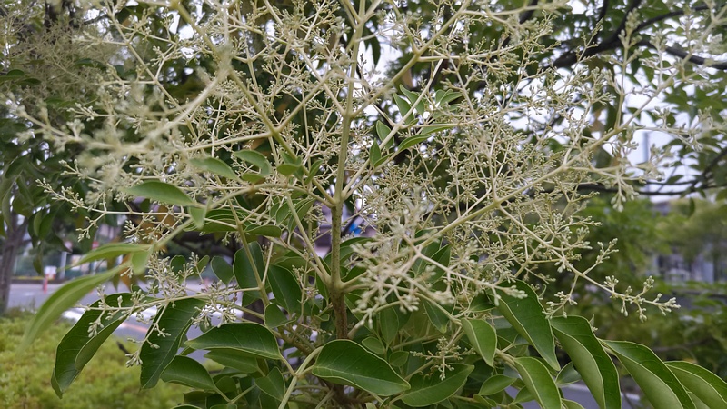 シマトネリコの蕾 川崎市幸区