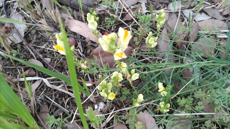 ホソバウンランの花 川崎市幸区
