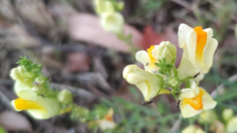 ホソバウンランの花 川崎市幸区
