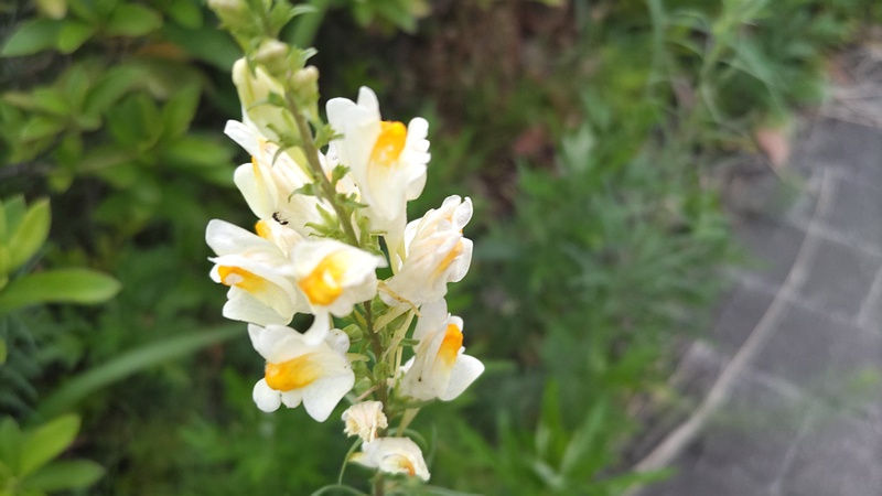 ホソバウンランの花 川崎市幸区