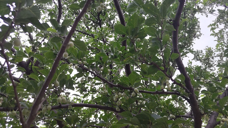 エゴノキの果実 川崎市幸区さいわいふるさと公園