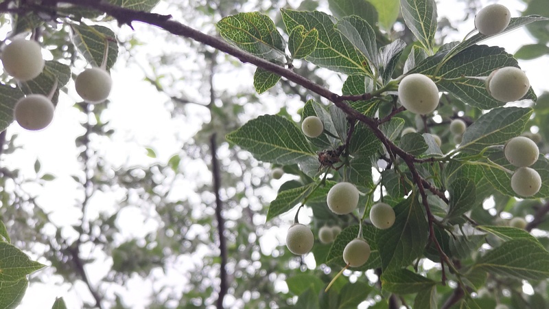 エゴノキの果実 川崎市幸区さいわいふるさと公園