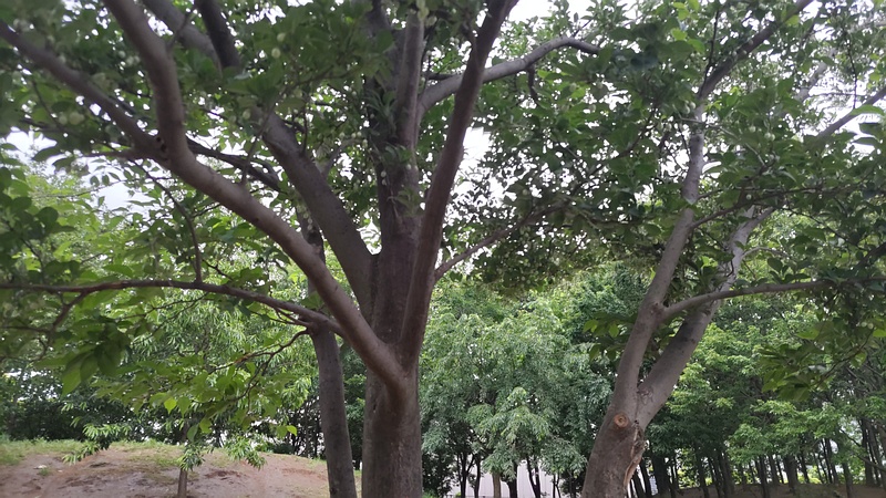 エゴノキ 川崎市幸区さいわいふるさと公園