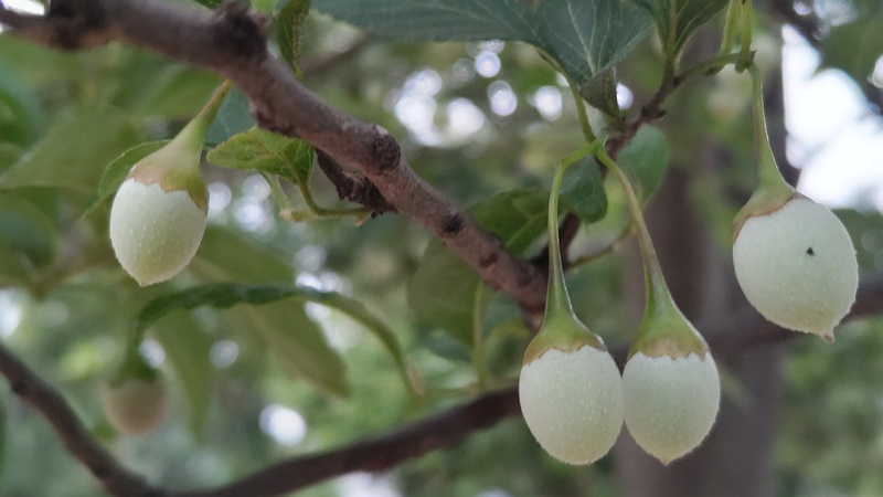 エゴノキの果実 川崎市幸区さいわいふるさと公園