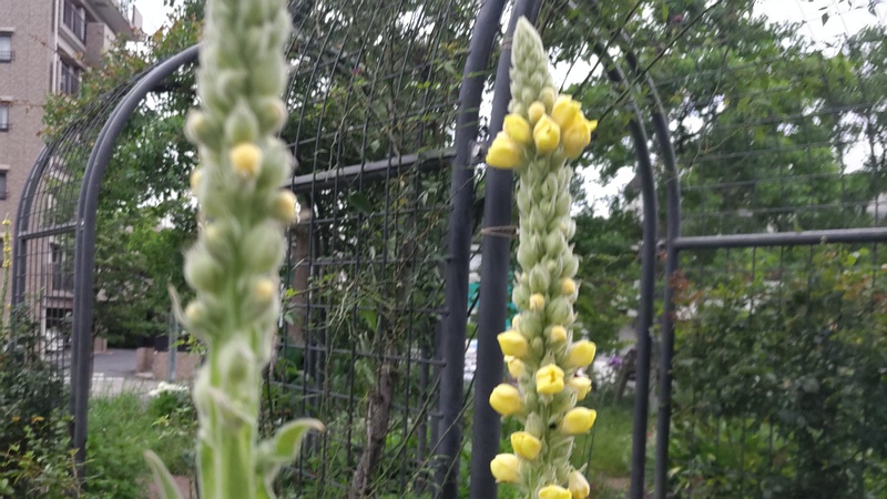 ビロードモウズイカの蕾 川崎市幸区さいわいふるさと公園